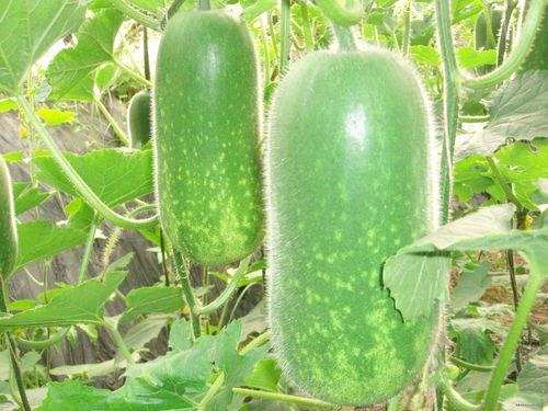 吃瓜大世界最新版下载 吃瓜黑料 今日吃瓜官网,最新版下载，吃瓜黑料一网打尽！